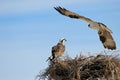 Osprey, Pandion haliaetus, bird, Baja California, Mexico Royalty Free Stock Photo