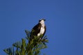 Osprey, Pandion haliaetus