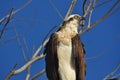 Osprey, Pandion haliaetus, on branch calling Royalty Free Stock Photo