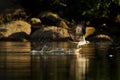 Osprey (Pandion haliaetus) catches fish. Royalty Free Stock Photo