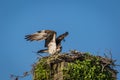 Osprey on a clear summer morning with blue skies taking off from nest box Royalty Free Stock Photo