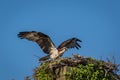 Osprey on a clear summer morning with blue skies taking off from nest box Royalty Free Stock Photo