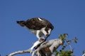 Osprey (Pandion haliaetus) Eating Fish Royalty Free Stock Photo