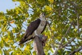 Osprey eating fish in Mangrove Tree on Sanibel Island, Florida. Royalty Free Stock Photo