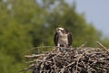 An Osprey Pandion haliaetus feeding her chicks on the nest in spring Royalty Free Stock Photo