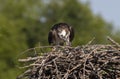 An Osprey Pandion haliaetus feeding her chicks on the nest in spring Royalty Free Stock Photo