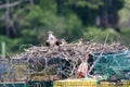 Osprey female with herb two chics on nest built on lobster traps near Boothbay Harbor, Maine