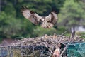 Osprey female with herb two chics on nest built on lobster traps near Boothbay Harbor, Maine