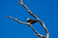 Osprey (Pandion haliaetus) with fish in claws