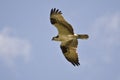 Osprey (Pandion haliaetus) in flight Royalty Free Stock Photo