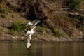 Osprey (Pandion haliaetus) in flight.