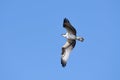 Osprey Pandion haliaetus in flight with blue sky Royalty Free Stock Photo