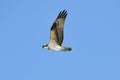 Osprey Pandion haliaetus in flight with blue sky Royalty Free Stock Photo