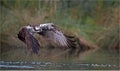 Osprey Pandion haliaetus in Flight