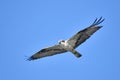 Osprey Pandion haliaetus in flight Royalty Free Stock Photo