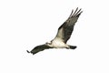 Osprey (pandion haliaetus) Isolated Royalty Free Stock Photo