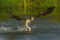 The Osprey, Pandion haliaetus just caught the fish