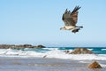 Osprey (Pandion haliaetus) a large bird of prey, an animal in flight with a hunted fish in its talons Royalty Free Stock Photo