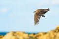 Osprey (Pandion haliaetus) a large bird of prey, an animal in flight with a hunted fish in its talons Royalty Free Stock Photo