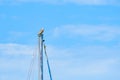 Osprey (Pandion haliaetus) a large bird of prey, the animal sits high on the mast of a boat in the harbor