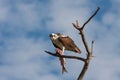 Osprey eating fish on Sanibel Island, Florida. Royalty Free Stock Photo