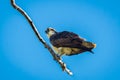 Osprey (Pandion haliaetus) perched on a branch Royalty Free Stock Photo