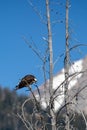 Osprey Pandion haliaetus perched on a branch, with beak open Royalty Free Stock Photo