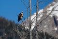 Osprey Pandion haliaetus perched on a branch, with copy space Royalty Free Stock Photo