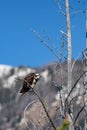 Osprey Pandion haliaetus perched on a branch, with copy space Royalty Free Stock Photo