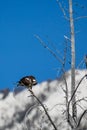 Osprey Pandion haliaetus perched on a branch, with copy space Royalty Free Stock Photo