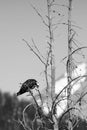 Osprey Pandion haliaetus perched on a branch in the Grand Tetons, with copy space Royalty Free Stock Photo