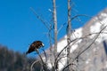 Osprey Pandion haliaetus perched on a branch in the Grand Tetons, with copy space Royalty Free Stock Photo