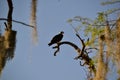 Osprey (Pandion haliaetus) perched on high tree branch at Circle B Bar Royalty Free Stock Photo