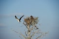 Osprey (Pandion haliaetus)