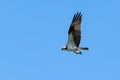 An osprey (Pandion haliaetus) the sea hawk, river hawk, or fish hawk flying with a fish Royalty Free Stock Photo