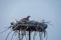 An osprey (Pandion haliaetus) the sea hawk, river hawk, or fish hawk in a nest with baby Royalty Free Stock Photo