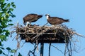 An osprey (Pandion haliaetus) the sea hawk, river hawk, or fish hawk in a nest with baby Royalty Free Stock Photo