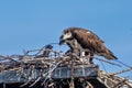 An osprey (Pandion haliaetus) the sea hawk, river hawk, or fish hawk in a nest with baby Royalty Free Stock Photo