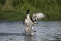 Osprey, Pandion haliaetus