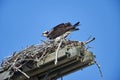 An Osprey Pandion haliaetus sittiing on a nest Royalty Free Stock Photo