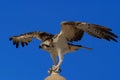 Osprey Pandion haliaetus, sometimes known as the sea hawk, fish eagle, or fish hawk Royalty Free Stock Photo