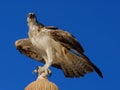 Osprey Pandion haliaetus, sometimes known as the sea hawk, fish eagle, or fish hawk Royalty Free Stock Photo