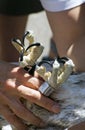 Osprey (Pandion haliaetus) Talons