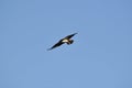 Osprey (Pandion haliaetus) with wings spread in flight against blue sky Royalty Free Stock Photo