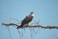 Osprey perched