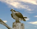 Osprey Perched Royalty Free Stock Photo