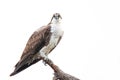 Osprey Perched