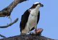 Osprey perched on branch with blue sky background Royalty Free Stock Photo