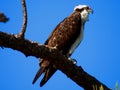 Osprey perched on a branch