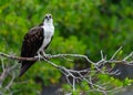 An Osprey perched on a branch looking Royalty Free Stock Photo